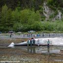 Experts examine the dead fin whale