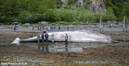 Experts examine the dead fin whale