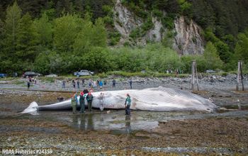 Experts examine the dead fin whale
