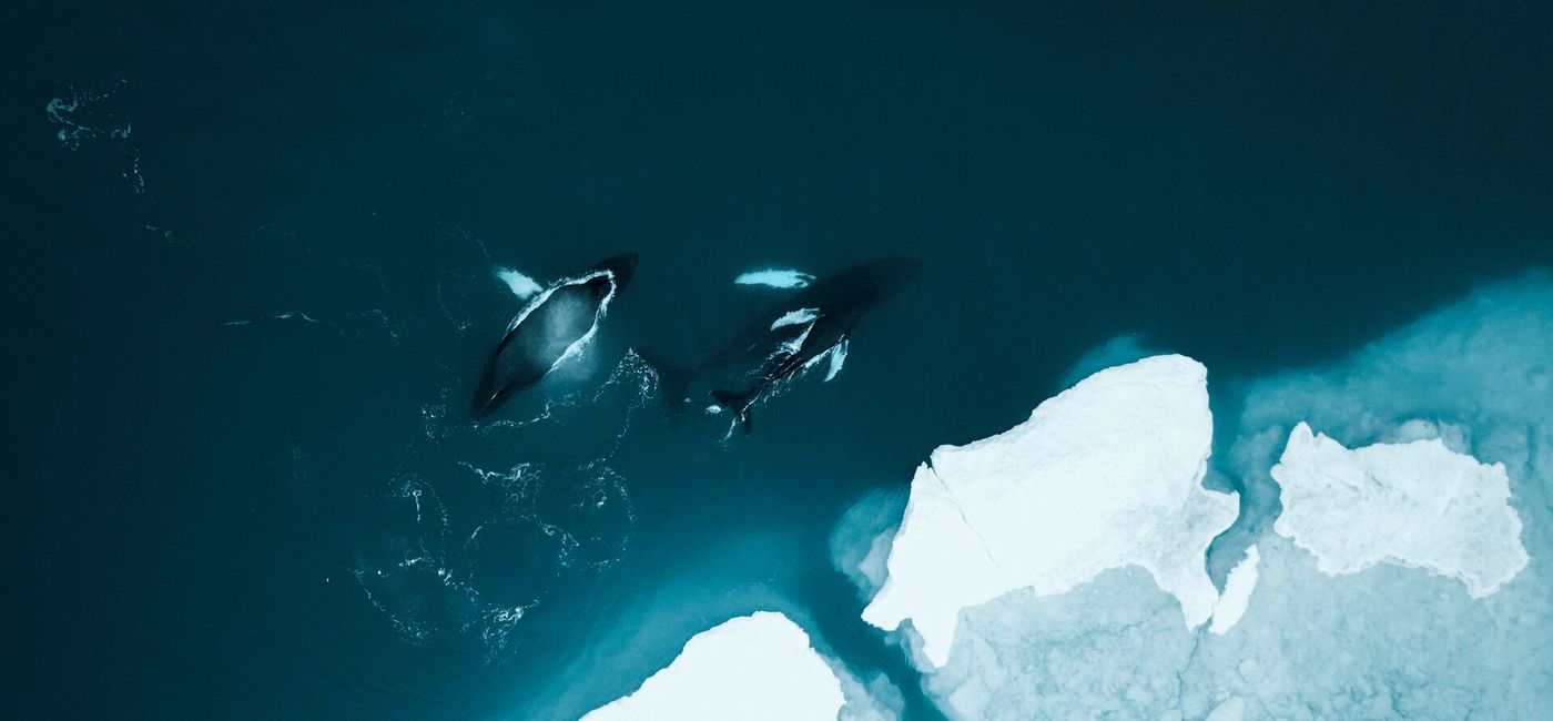Image: (Courtesy of HX) (Photo Credit: Greenland Whales Photo Stian Klo)