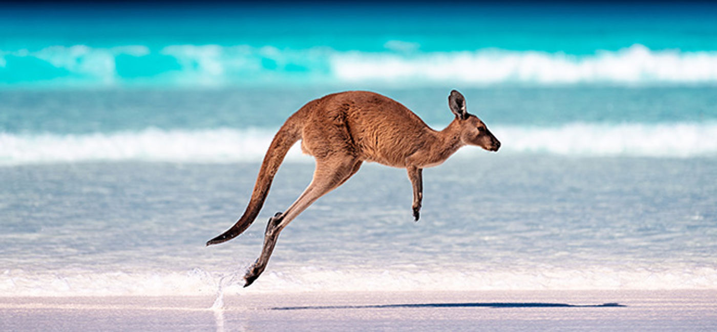 Image: A kangaroo hopping on the sand near the surf on a beach at Lucky Bay, Western Australia. (Photo Credit: Goway/Andrew Atkinson/Adobe Stock)