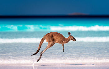 A kangaroo hopping on the sand near the surf on a beach at Lucky Bay, Western Australia.