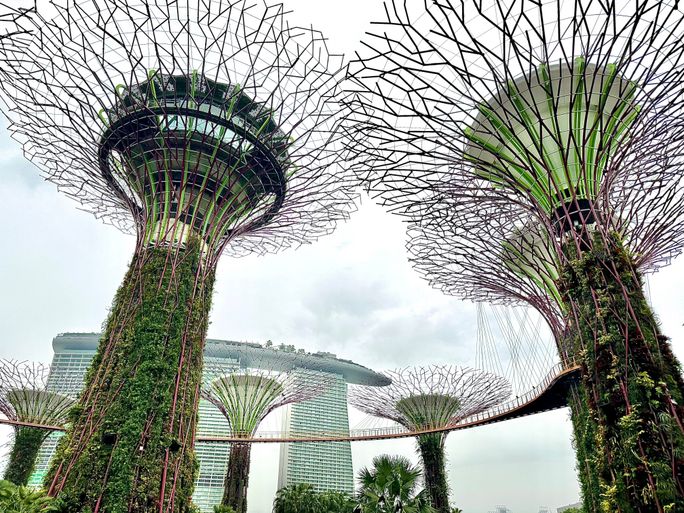 Destinations Famous for Their Blooms

Supertree structures in garden