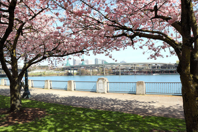 Springtime in Portland - Cherry blossoms in full bloom at the waterfront. Springtime in Portland brings cherry blossoms in full bloom along the city's waterfront.