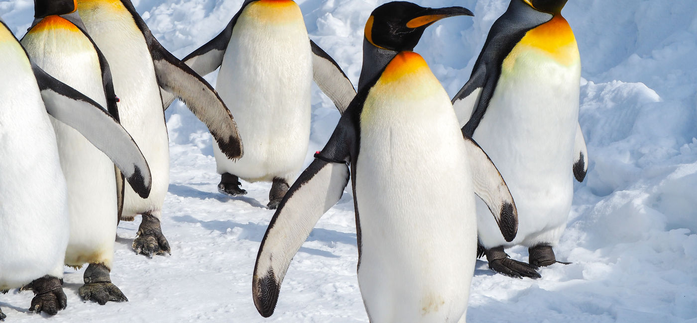 Image: A group of Emperor penguins walking on the snow. (Photo Credit: Adobe Stock/joeydanuphol)