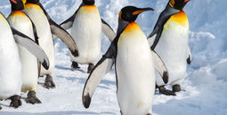 A group of Emperor penguins walking on the snow.