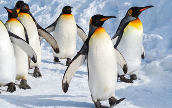 A group of Emperor penguins walking on the snow.