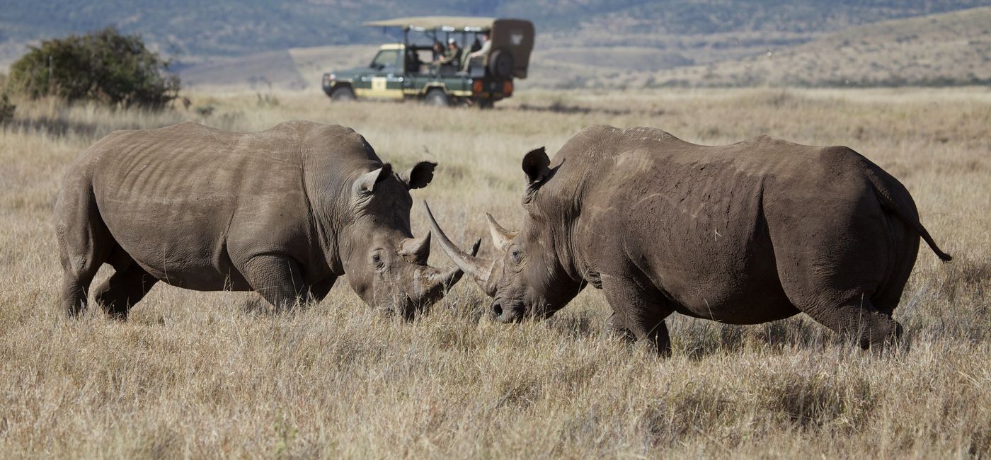Image: Rhinos spotted while on safari with African Travel Inc. (Photo Credit: Courtesy African Travel Inc.)
