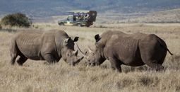 Rhinos spotted while on safari with African Travel Inc.