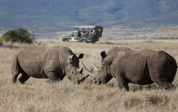 Rhinos spotted while on safari with African Travel Inc.