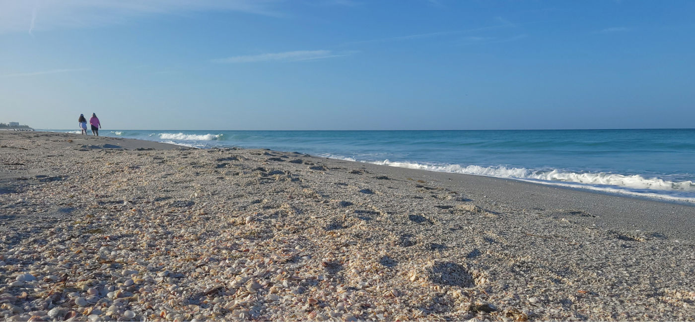 Image: A shelly stretch of beach on Longboat Key in Sarasota, Florida. (Photo Credit: Lacey Pfalz)