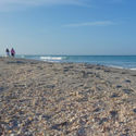Lacey Pfalz, shells, beach, florida beach, sarasota, longboat key, florida ocean, gulf of mexico