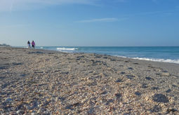 Lacey Pfalz, shells, beach, florida beach, sarasota, longboat key, florida ocean, gulf of mexico