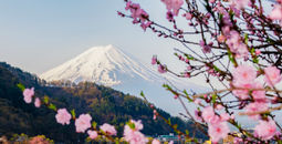 Fuji mountain and Pink Sakura Branches at Kawaguchiko Lake, Japan