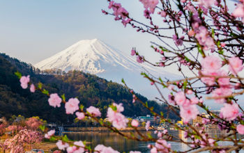 Fuji mountain and Pink Sakura Branches at Kawaguchiko Lake, Japan