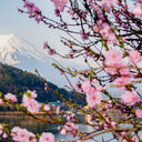 Fuji mountain and Pink Sakura Branches at Kawaguchiko Lake, Japan