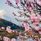 Fuji mountain and Pink Sakura Branches at Kawaguchiko Lake, Japan