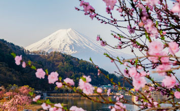 Fuji mountain and Pink Sakura Branches at Kawaguchiko Lake, Japan