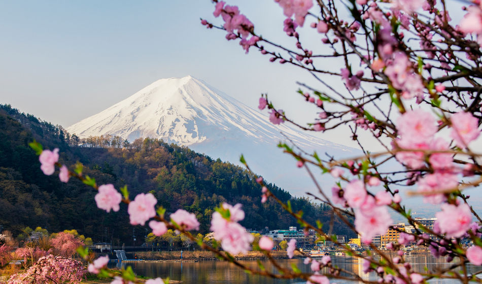 Fuji mountain and Pink Sakura Branches at Kawaguchiko Lake, Japan