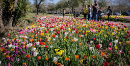 Springtime in New Orleans