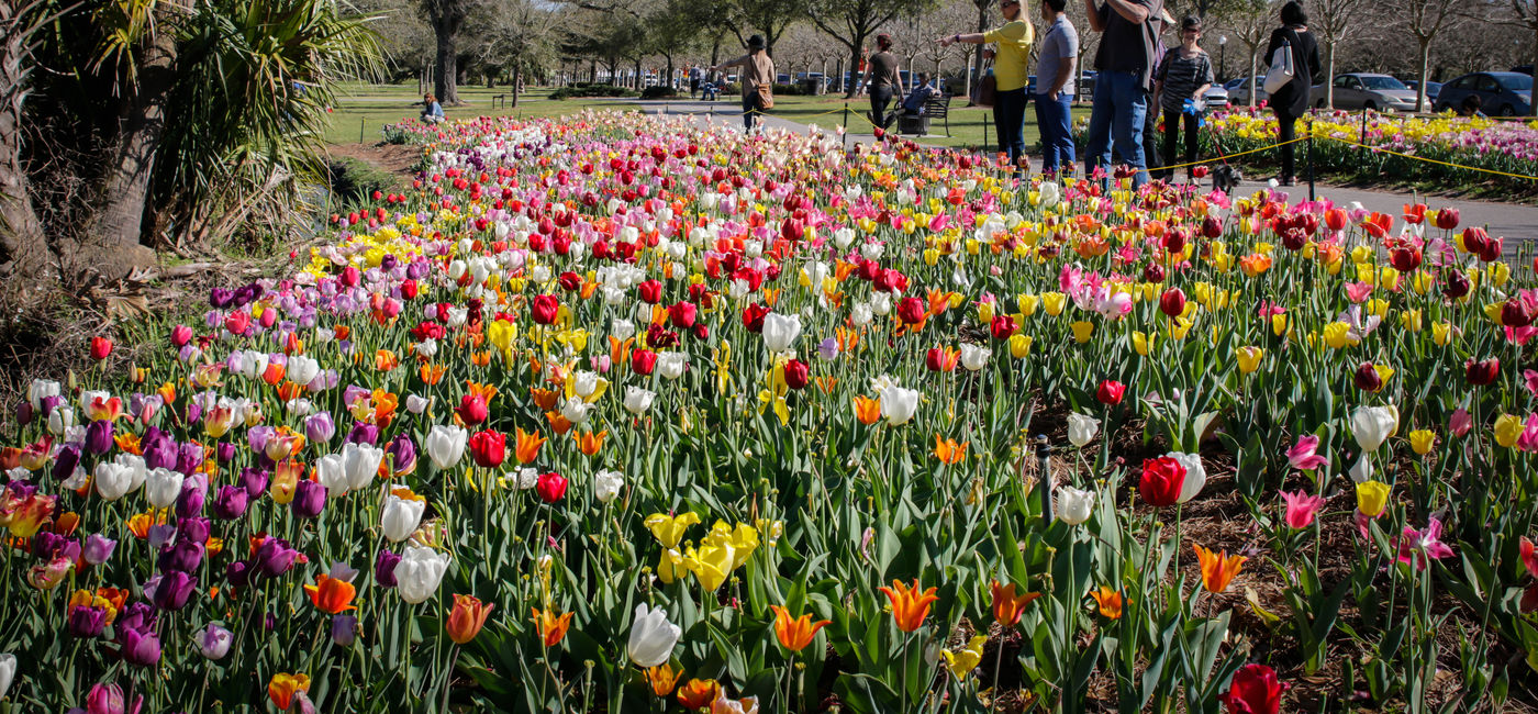 Image: Springtime in New Orleans (Photo Credit: New Orleans & Company)