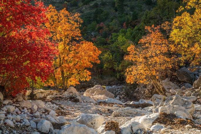 Fall colors at Guadalupe Mountains National Park. Guadalupe Mountains National Park, Texas, NPS, National parks, fall