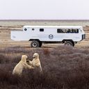 Tundra One Buggy and Polar Bears