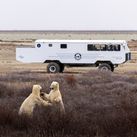 Tundra One Buggy and Polar Bears