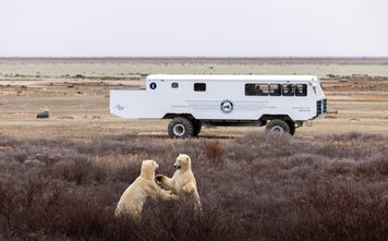 Tundra One Buggy and Polar Bears
