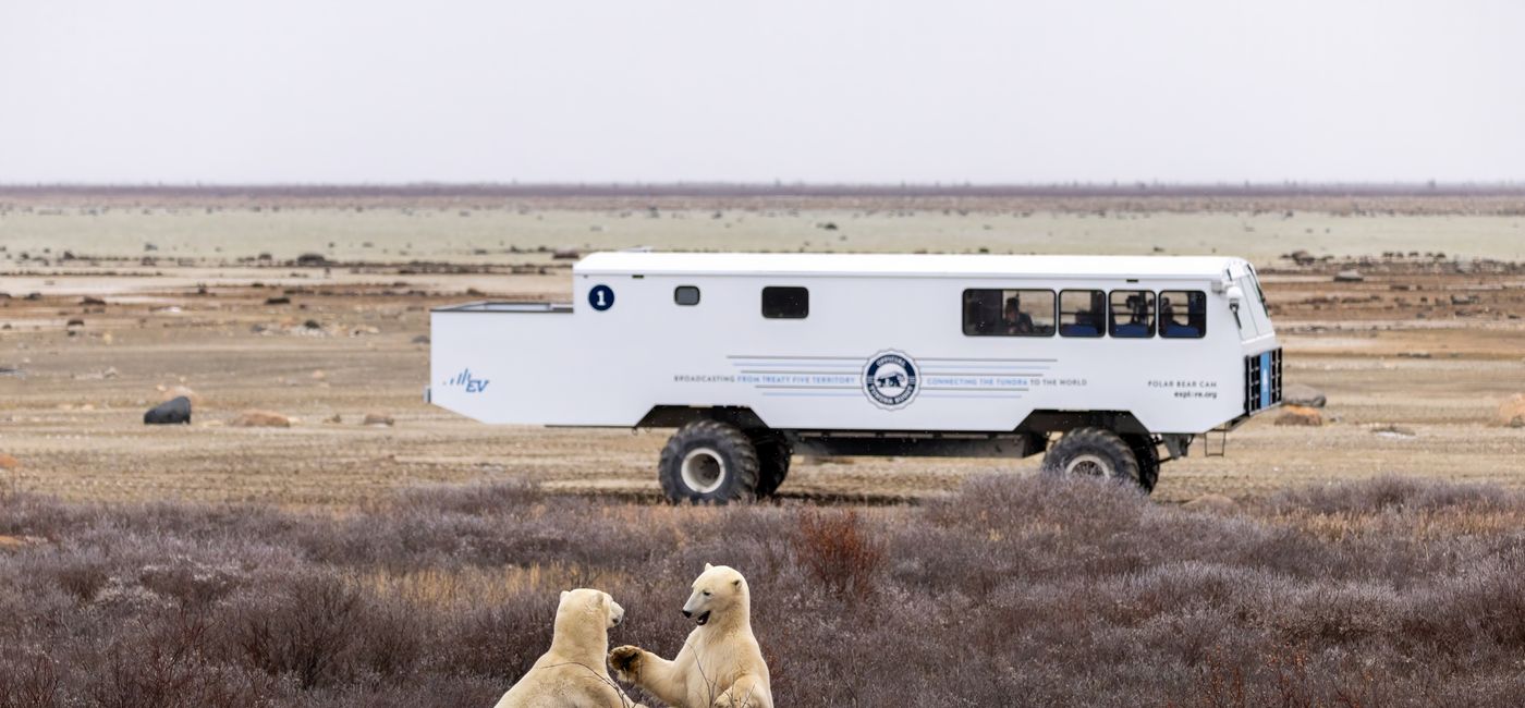 Image: Le Tundra Buggy One et des ours polaires (Source: Frontiers North Adventures)