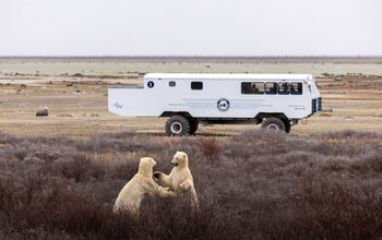 Tundra One Buggy and Polar Bears