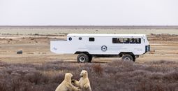 Tundra One Buggy and Polar Bears