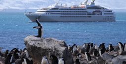 A penguin colony gathered in front of the author's Ponant cruise ship in Antarctica.
