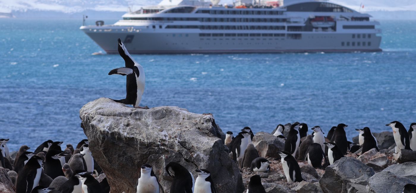 Image: A penguin colony gathered in front of the author's Ponant cruise ship in Antarctica. (Photo Credit: Northstar Travel Group/Scott Laird)