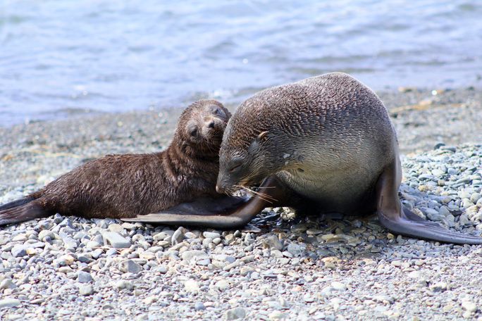 A mother fur seal and her pup on the shore in Antarctica. A mother fur seal and her pup on the shore in Antarctica.
