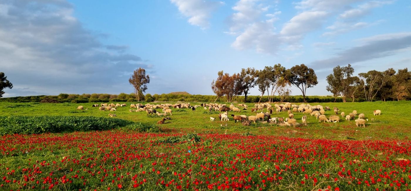 Image: The open landscapes of the Negev region (Photo Credit: Rafi Babian)