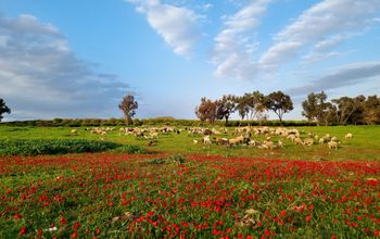 The open landscapes of the Negev region