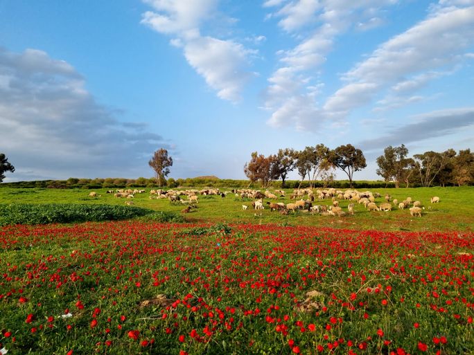 The open landscapes of the Negev region The open landscapes of the Negev region