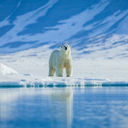 Polar bears in the arctic, Svalbard.