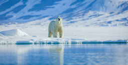 Polar bears in the arctic, Svalbard.
