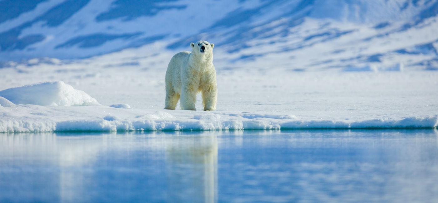 Image: Polar bears in the arctic, Svalbard. (Photo Credit: Ruzdi/Adobe Stock)