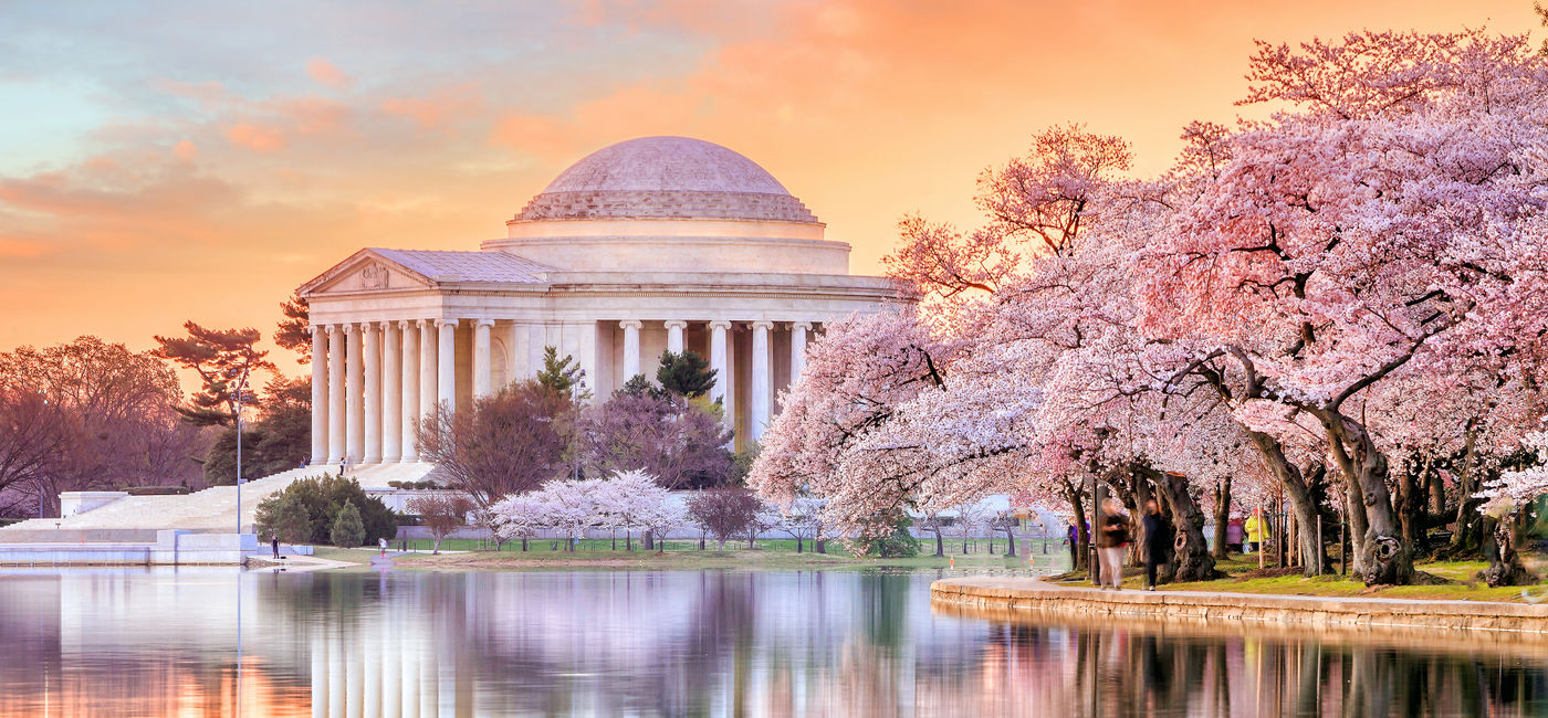 Image: Washington DC's Jefferson Memorial during the annual Cherry Blossom Festival.  (Photo Credit: Adobe Stock/f11photo)