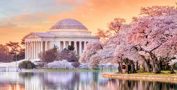 Washington DC's Jefferson Memorial during the annual Cherry Blossom Festival.