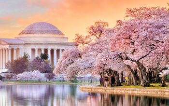 Washington DC's Jefferson Memorial during the annual Cherry Blossom Festival. 