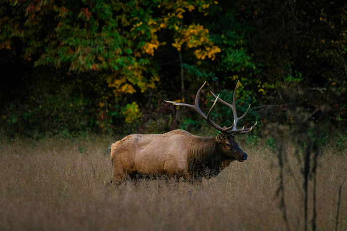 Bull Elk in Haywood County, NC Bull Elk in Haywood County, NC