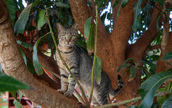 Lanai Cat Sanctuary