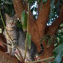 Lanai Cat Sanctuary
