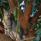 Lanai Cat Sanctuary