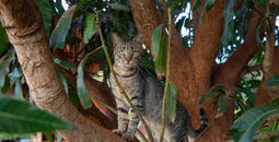 Lanai Cat Sanctuary