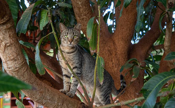 Lanai Cat Sanctuary